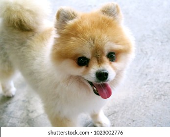 Smiling Small Dog Stock Photos Images Photography Shutterstock