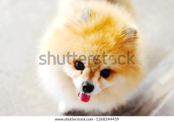 Cute Pomeranian Small Dog Stand On Stock Photo Edit Now 1268244439