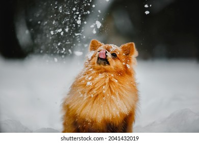 Cute Pomeranian Spitz Catches Falling Snow