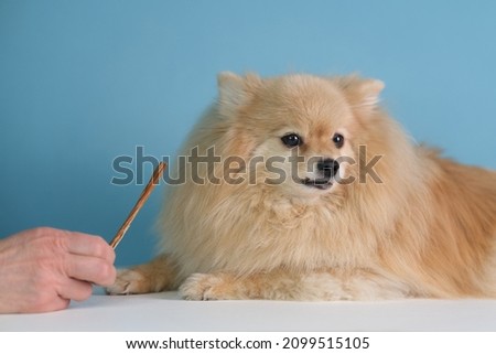 Cute Pomeranian Spitz dog, little beautiful puppy do not want to eat, do not want dog treat. Ill sick animal lost appetite. Problems with feeding and training pet. 