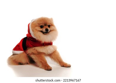 Cute Pomeranian Spitz Dog Santa