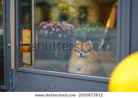 Cute Pomeranian Spitz dog sitting inside a flower shop behind glass door. Autumn time. Pet, dog friendly store. Autumn decoration with pumpkins for Halloween, Thanksgiving day. 