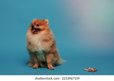 Cute Pomeranian Spitz Dog Tablets