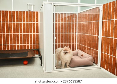 cute pomeranian spitz looking out kennel with soft dog bed in pet hotel, cozy accommodation - Powered by Shutterstock