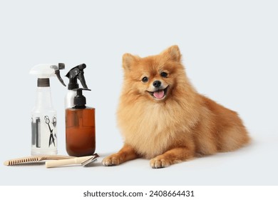 Cute Pomeranian spitz with set for grooming on grey background