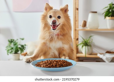 Cute Pomeranian Spitz At Table With Dry Dog Food Indoors