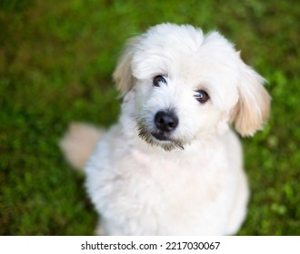 A Cute Pomeranian X Poodle Mixed Breed Dog Looking Up With A Head Tilt