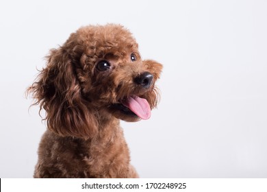 cute poodle dog studio photography