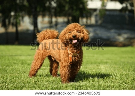 Cute Poodle on green grass outdoors. Dog walking
