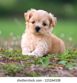 Cute Poodle Puppy