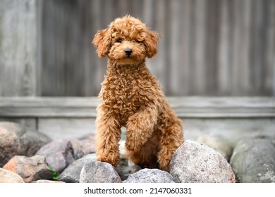 Cute Poodle Puppy Standing On Rocks Outdoors