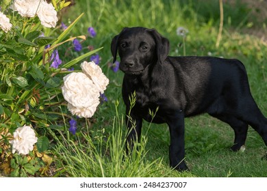 Cute portrait of an 8 week old black Labrador puppy in a flower garden - Powered by Shutterstock