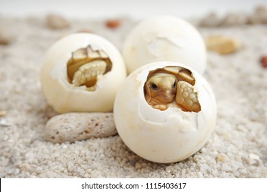 Cute portrait of baby tortoise hatching (Africa spurred tortoise) ,Birth of new life ,Closeup of a small newborn tortoise ,Slow life ,Cute baby animal make you smile                              - Shutterstock ID 1115403617