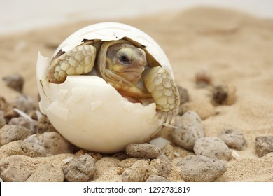 cute-portrait-baby-tortoise-hatching-260