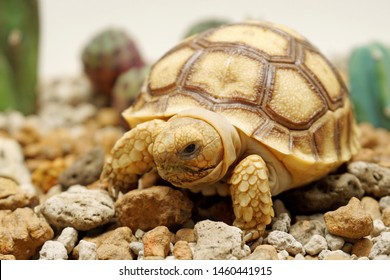 15,851 Tortoise baby Images, Stock Photos & Vectors | Shutterstock