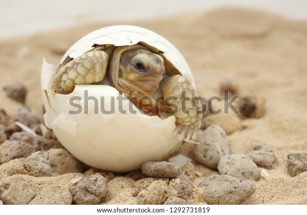 Cute portrait of baby\
tortoise hatching ,Birth of new life ,Closeup of a small newborn\
tortoise ,Cute portrait of baby tortoise ,African Sulcata Tortoise\
Natural Habitat