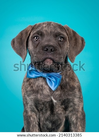 Cute portrait of brindle Cane Corso dog puppy, siting up facing front wearing a blue satin bow tie around neck. Looking towards camera. Isolated on a solid turquoise background.