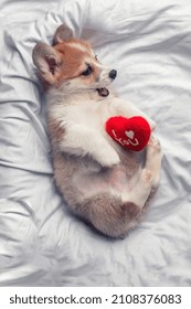 Cute Portrait Of A Corgi Dog Puppy Lies With Red Heart. Soft Focus. Pet Gift Card. Valentines Day.