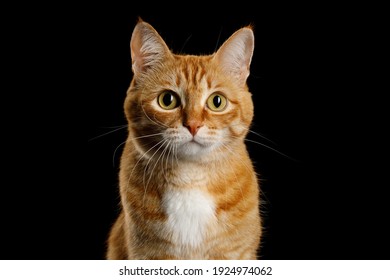 Cute Portrait of Ginger Cat Gazing on Isolated Black Background
