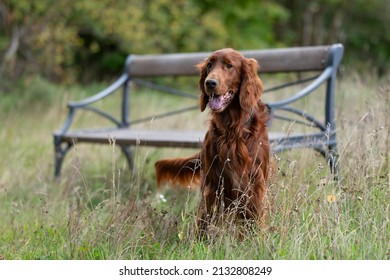 A Cute Portrait Of An Irish Red Setter Standing Against A Wooden Bench With Its Tongue Out