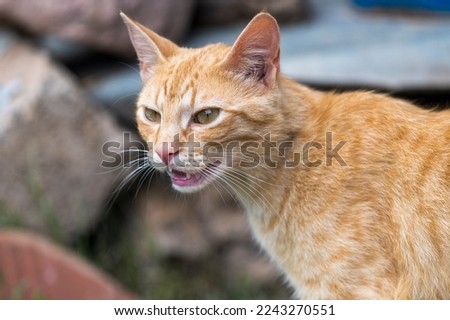 Cute Portrait of Red Cat Looking at side amazement , profile view.
Portrait of Satisfied Red Cat.