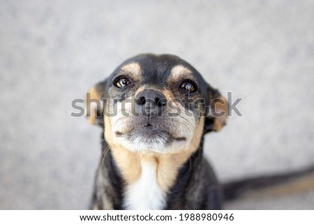 Similar – Look of a happy dog.