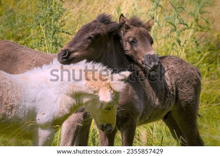 Cute Portraits of three lovely icelandic foals playing together
