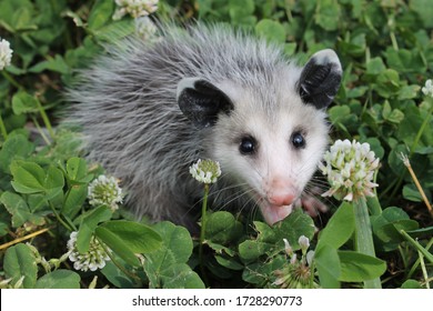 Cute Possum Chilling In The Green Grass