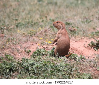  A Cute Prairie Dog In Caprock Canyon State Park