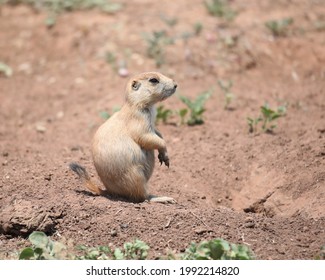  A Cute Prairie Dog In Caprock Canyon State Park