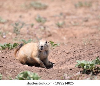  A Cute Prairie Dog In Caprock Canyon State Park