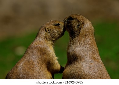 Cute Prairie Dogs Love Family. Animal Face Portrait.Looking At The Camera.Headshot.Wildlife Photography.Europe Hungary,Budapest.2022.06.17.