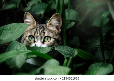Cute predator among jungles. Beutiful cat with green eyes hides in green leaves in the garden - Shutterstock ID 2134581955