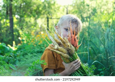 Cute preschooler child boy holding fresh harvested colorful carrots from local home garden. Gardeners son picking seasonal vegetables in yard. Sustainable living, permaculture, homesteading. - Powered by Shutterstock