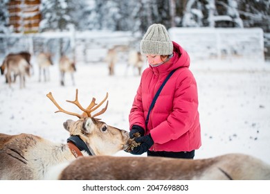 Cute pre-teen girl outdoors feeding reindeers on farm on sunny winter day in Lapland Finland