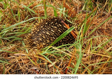 Cute But Prickly Animal Echidna, Australia