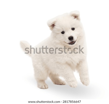 Cute pristine white puppy pouncing with excitement, showcasing a sweet, playful expression for pet product marketing.