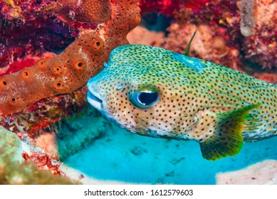 Pufferfish Images, Stock Photos & Vectors | Shutterstock