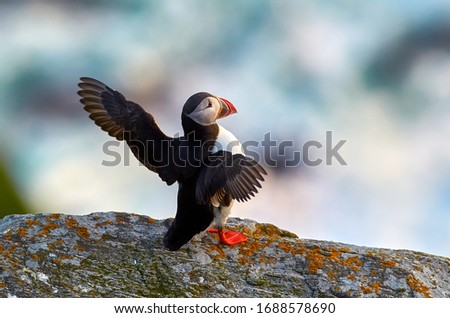 cute puffin standing on cliff in natural habitat (fratercula arctica)