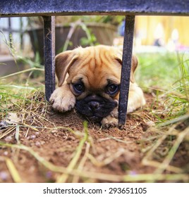 A Cute Pug Chihuahua Mix Puppy - Chug, Digging In The Dirt Under A Wrought Iron Fence In A Backyard 