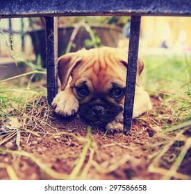 A Cute Pug Chihuahua Mix Puppy - Chug, Digging In The Dirt Under A Wrought Iron Fence In A Backyard 