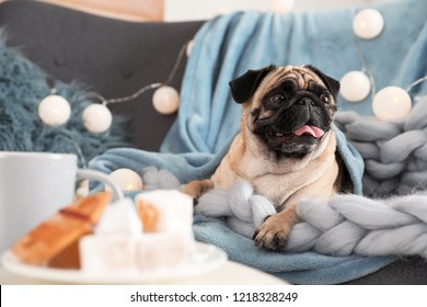 Cute Pug Dog With Blankets On Sofa At Home. Warm And Cozy Winter