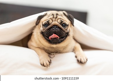 Cute pug dog breed lying in blanket on white bed in cozy bedroom smile with funny face and feeling so happiness after wake up in the morning,Healthy Purebred dog Concept