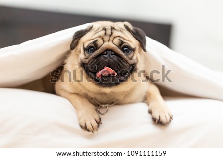 Cute pug dog breed lying in blanket on white bed in cozy bedroom smile with funny face and feeling so happiness after wake up in the morning,Healthy Purebred dog Concept Stockfoto © 