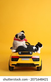 Cute Pug Dog And Cat In Toy Car On Yellow Background, Back View