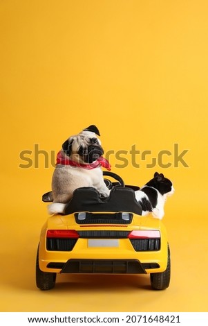 Cute pug dog and cat in toy car on yellow background, back view