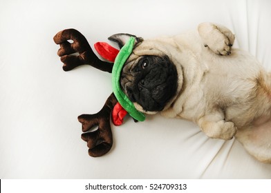 Cute Pug Dog In Christmas Elk Horns