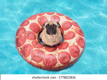 Cute Pug Dog Floating In A Pizza Pool Floatation Device