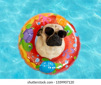 pug inflatable pool