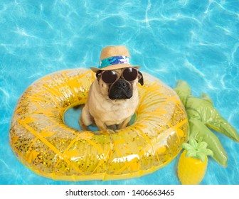 630 Pug pool Images, Stock Photos & Vectors | Shutterstock